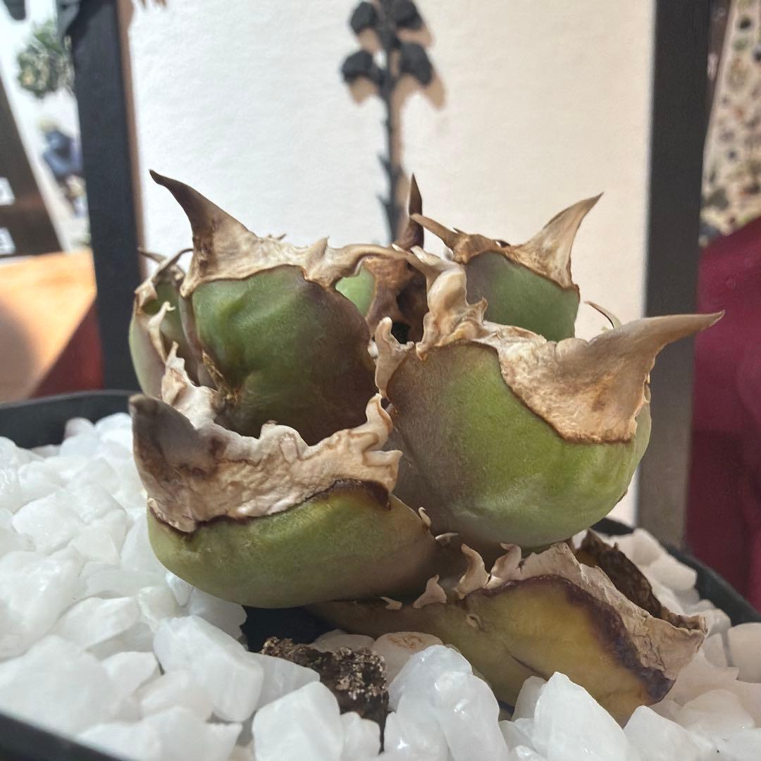 アガベ 清櫻　極上