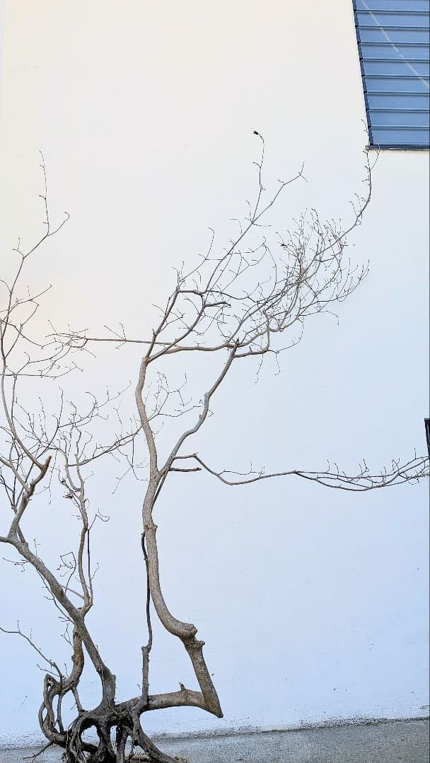 奇跡的。山採りドウダンツツジ。