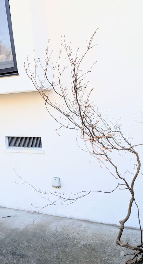 奇跡的。山採りドウダンツツジ。