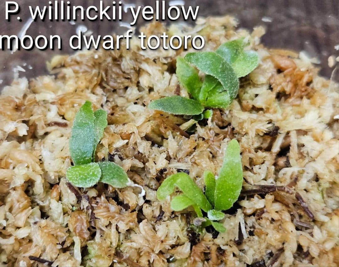 megahiko様ご検討用　ドワーフトトロ 　バクテリア