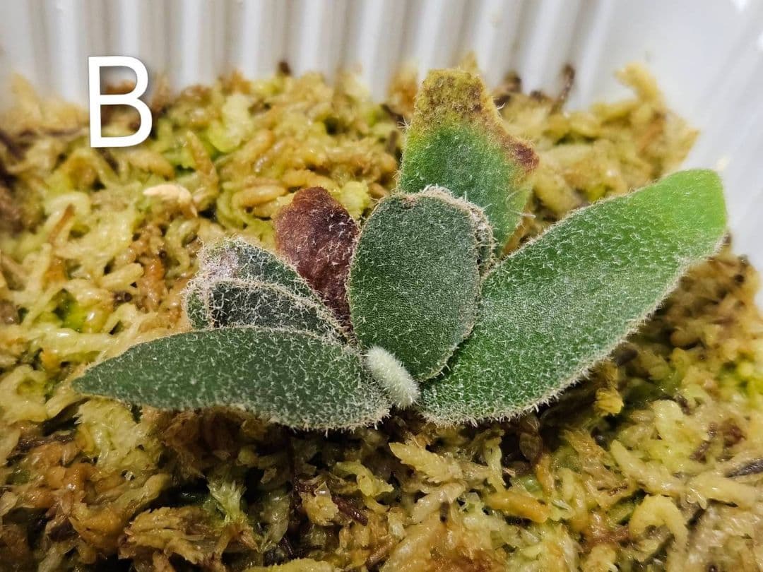 megahiko様ご検討用　ドワーフトトロ 　バクテリア