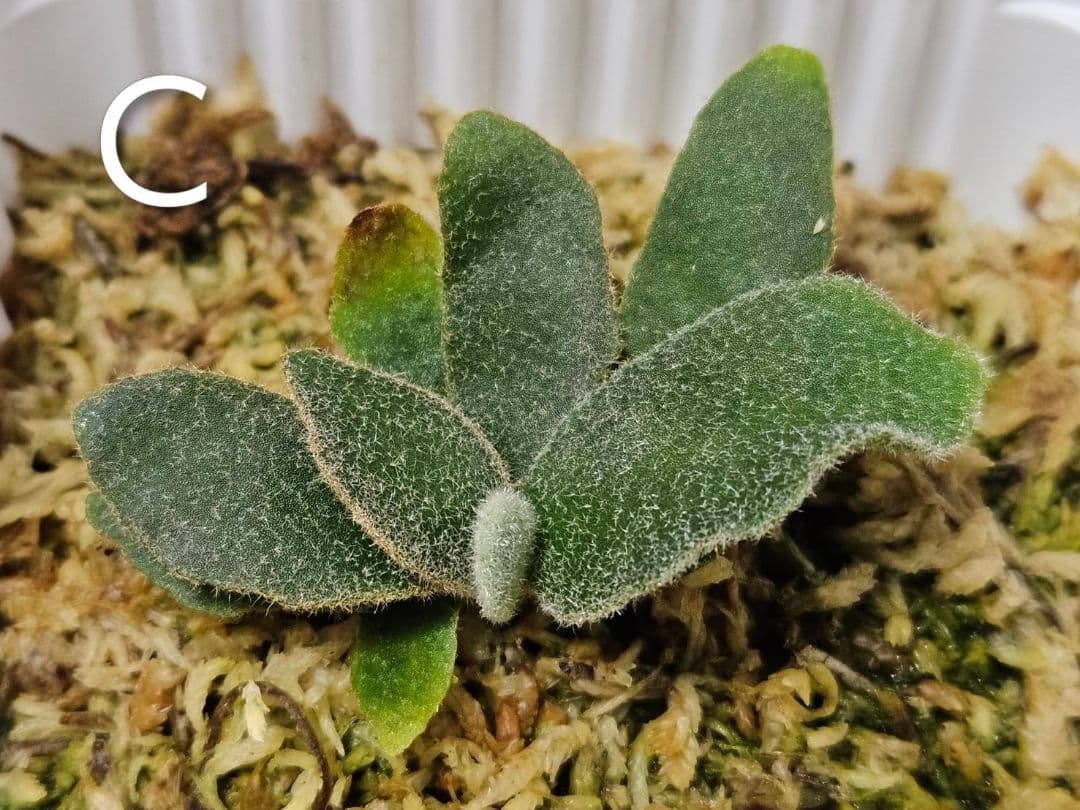 megahiko様ご検討用　ドワーフトトロ 　バクテリア