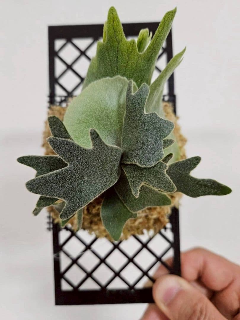 megahiko様ご検討用　ドワーフトトロ 　バクテリア