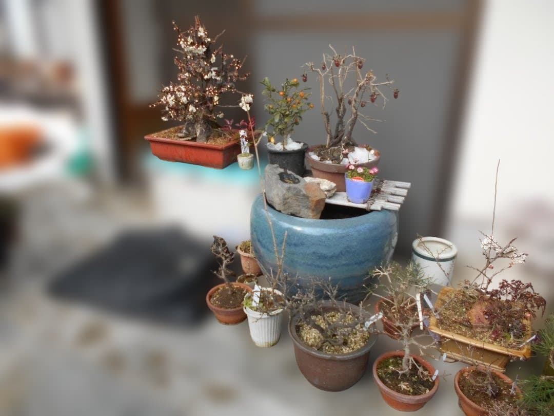 オークション盆栽：欅の段造り／　大品★近況報告2025／4／25新緑～落葉後