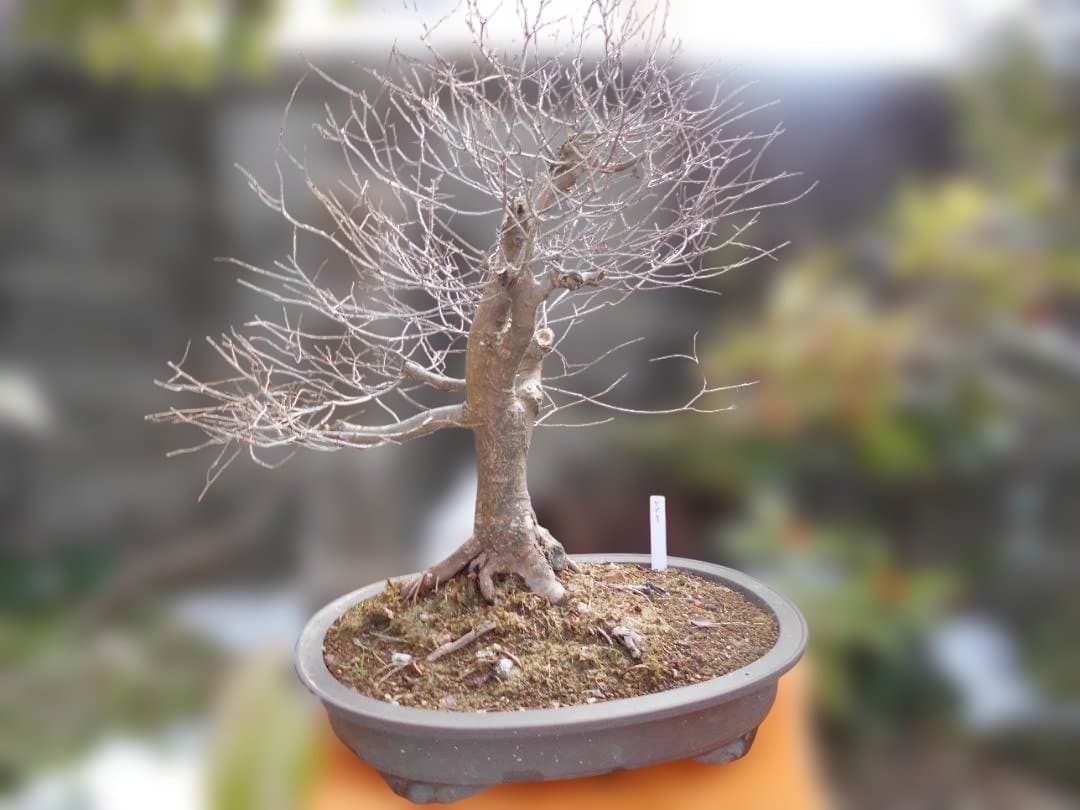 オークション盆栽：欅の段造り／　大品★近況報告2025／4／25新緑～落葉後