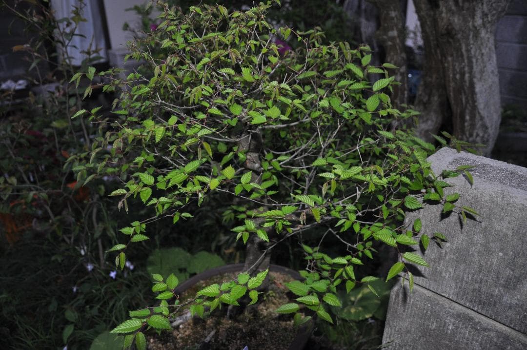 オークション盆栽：欅の段造り／　大品★近況報告2025／4／25新緑～落葉後