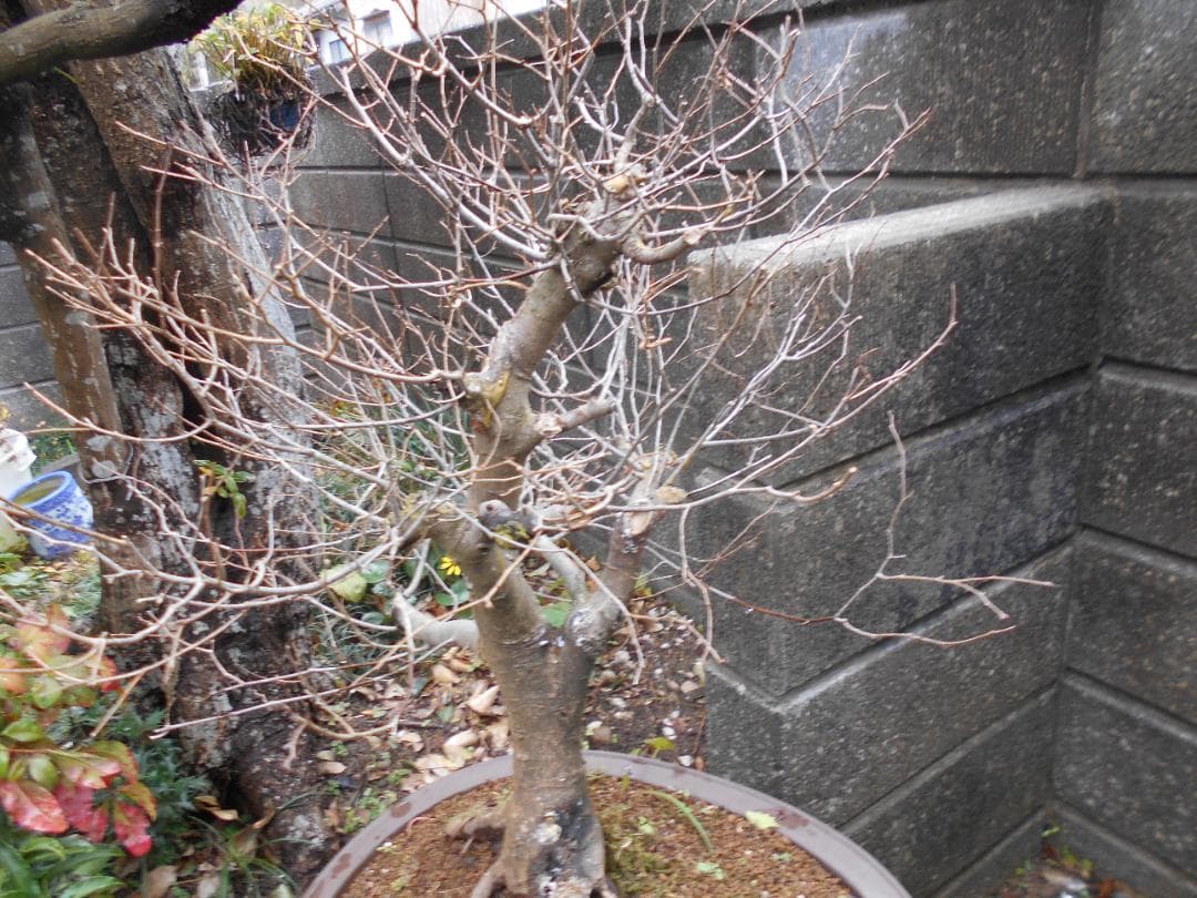 オークション盆栽：欅の段造り／　大品★近況報告2025／4／25新緑～落葉後