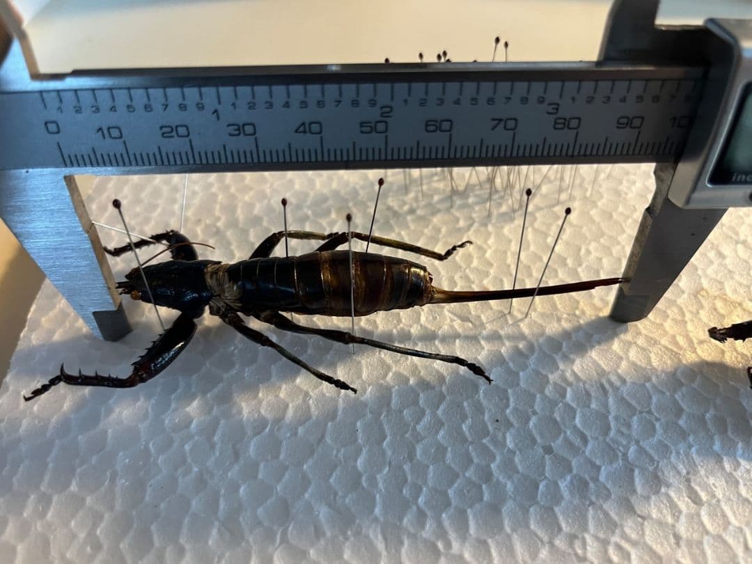 【97mm♀】マッチョキリギリス コロギス リオック 　標本