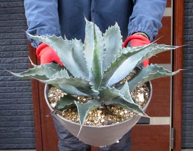 【現品】アガベ　サルミアナ・フェロックス ”ローガン・カルホーン”　10号　７K