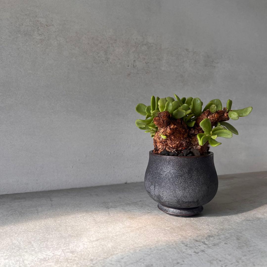 k*3様 ケラリアピグマエア　現地球　発根済み　塊根植物　陶器鉢セット