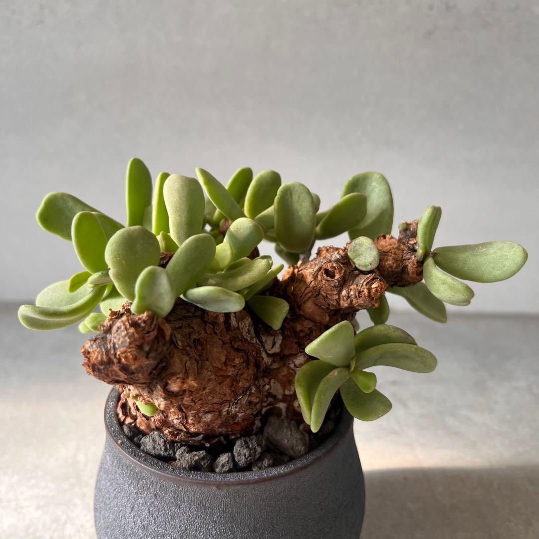 k*3様 ケラリアピグマエア　現地球　発根済み　塊根植物　陶器鉢セット