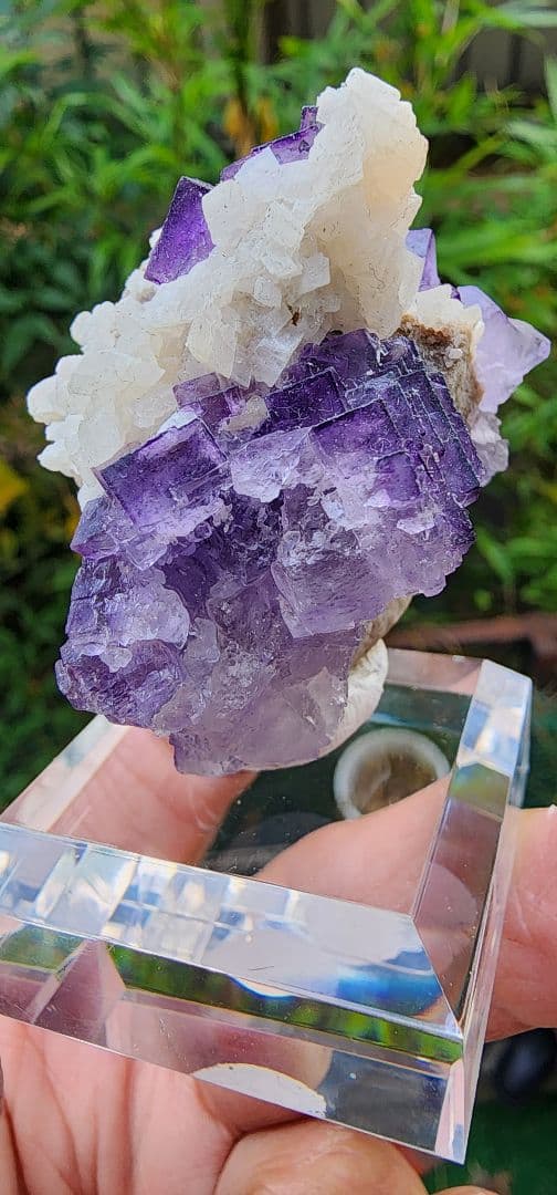 フローライト結晶 紫白 約8cm