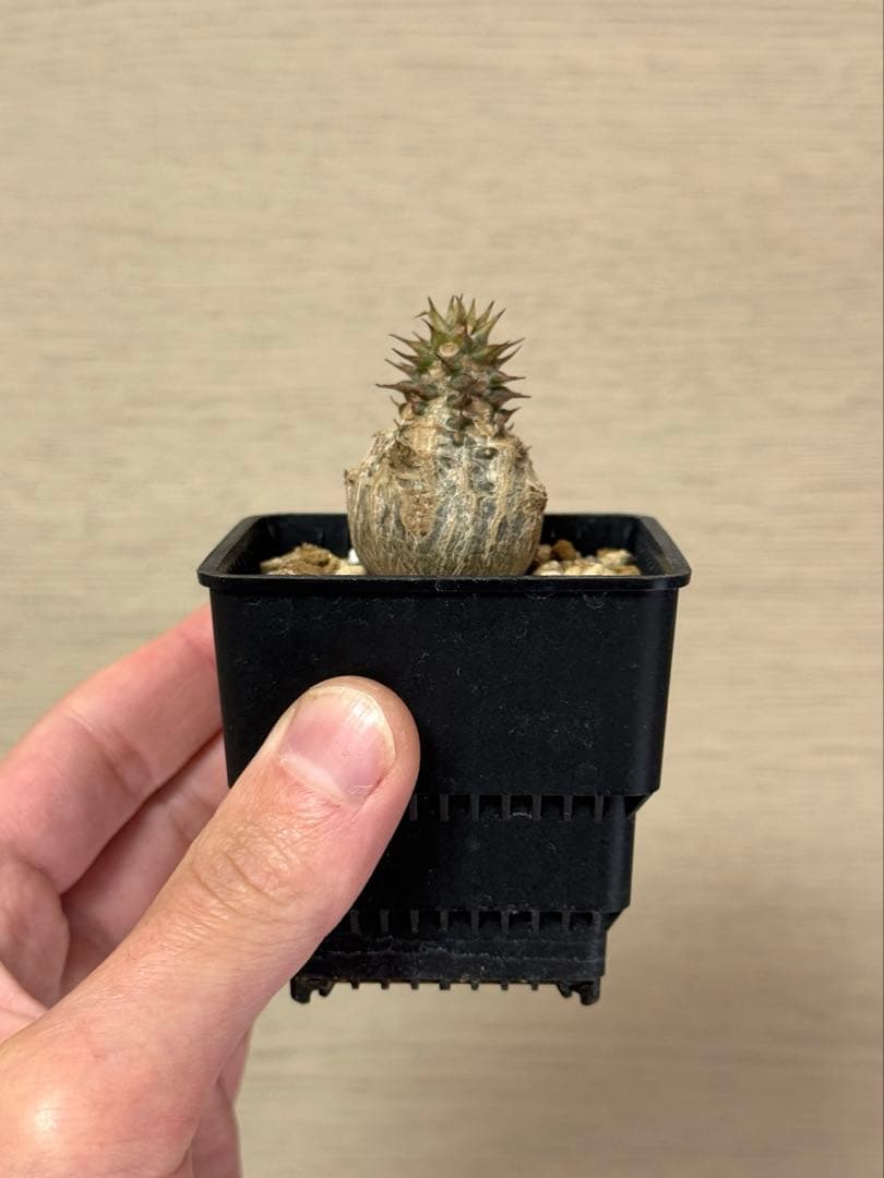パキポディウム ウィンゾリー Pachypodium windsorii 実生③