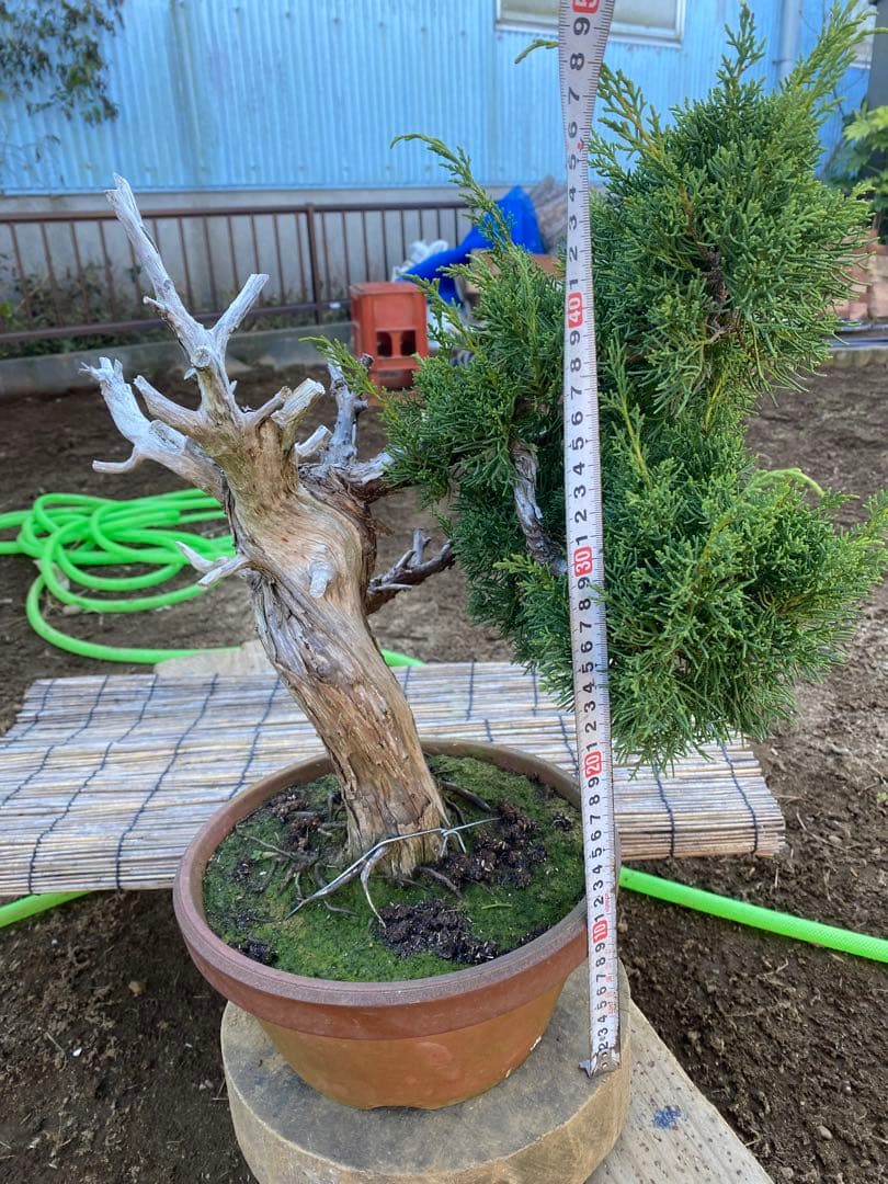 糸魚川真柏　中品盆栽