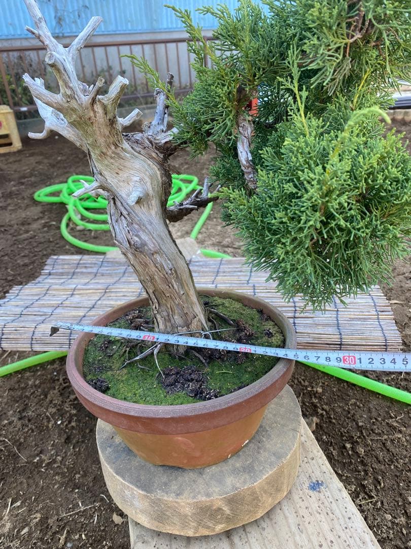 糸魚川真柏　中品盆栽