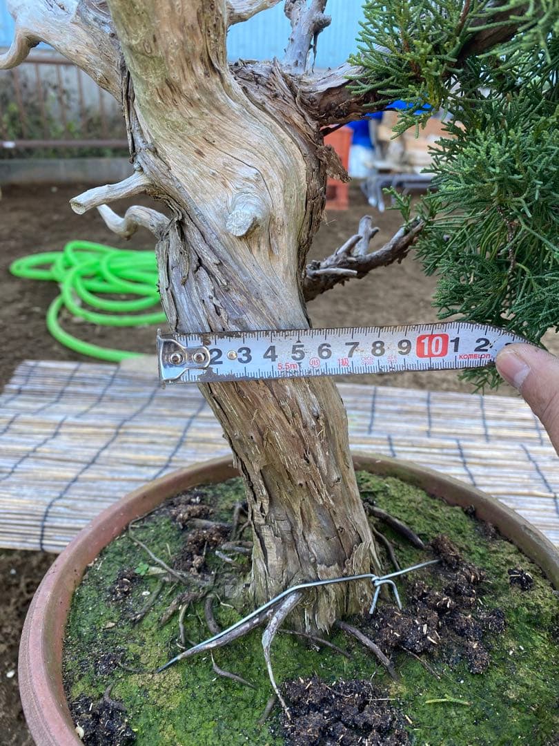 糸魚川真柏　中品盆栽