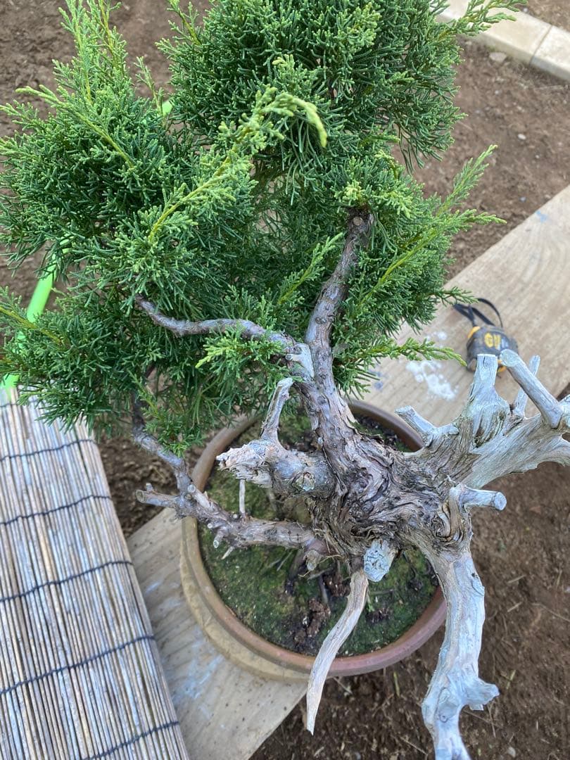糸魚川真柏　中品盆栽