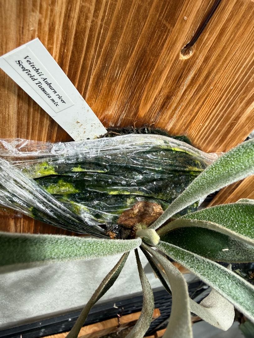 P.veitchii cv Auburn  spor中サイズ株