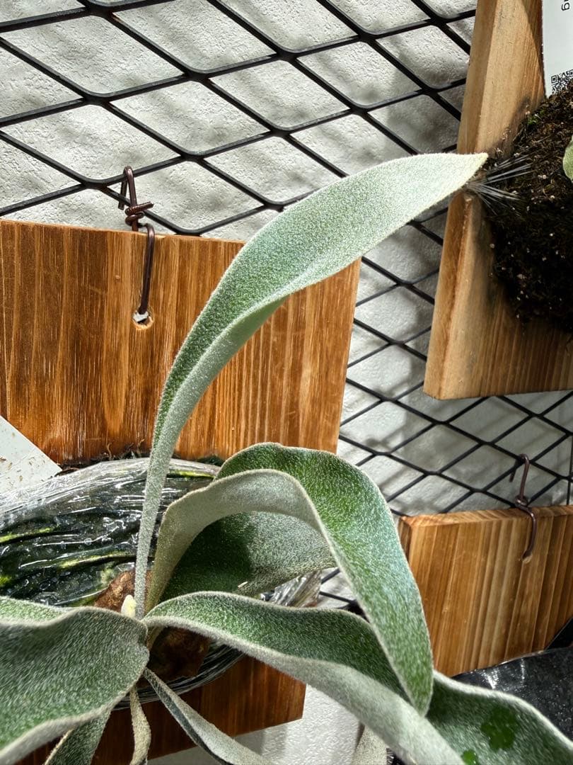 P.veitchii cv Auburn  spor中サイズ株