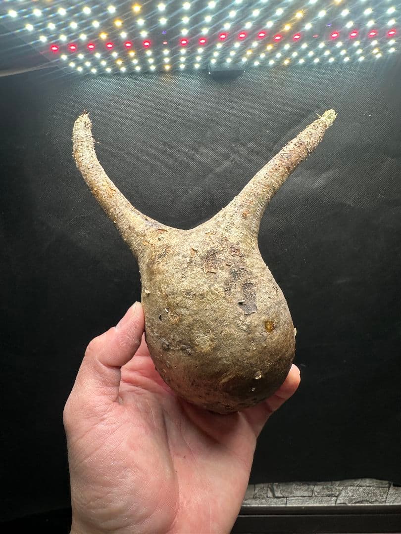 【パキポディウム_グラキリス】グラキリス 現地球 33