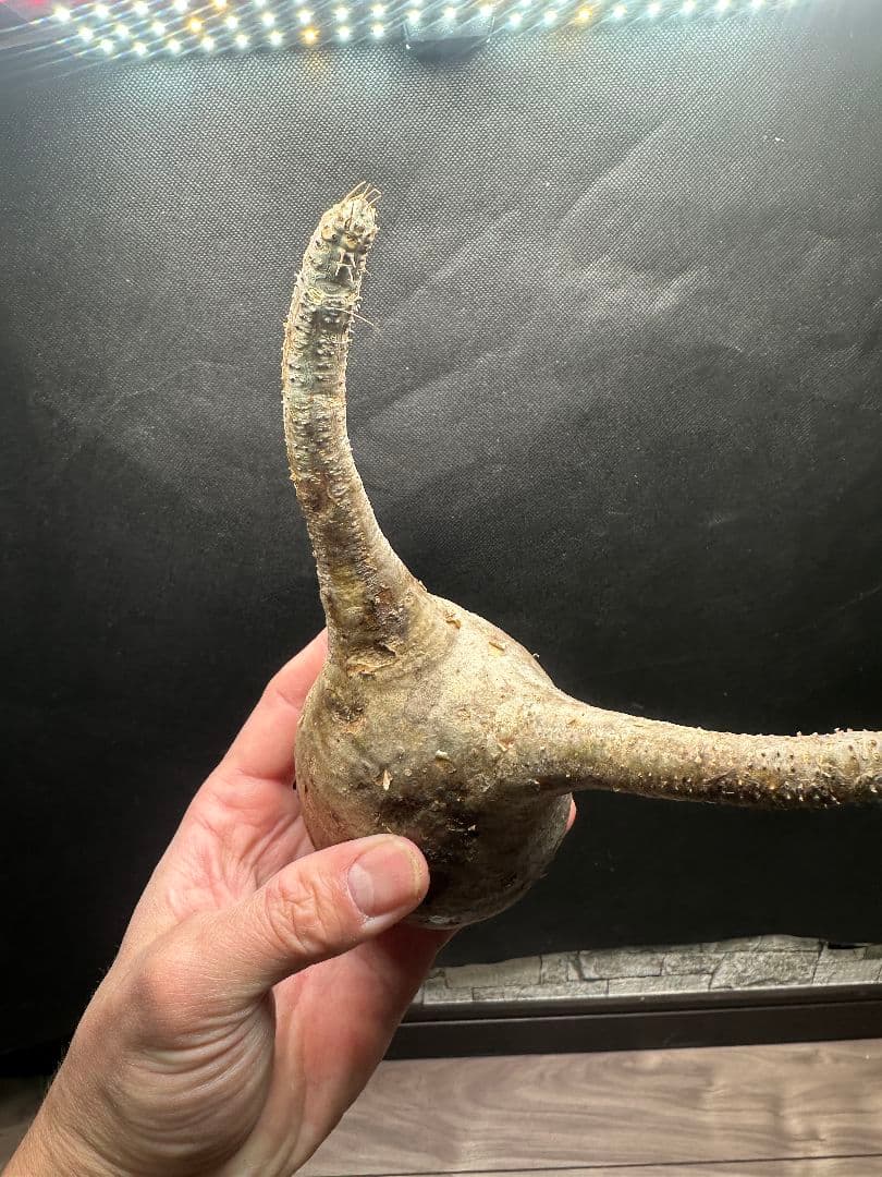 【パキポディウム_グラキリス】グラキリス 現地球 33