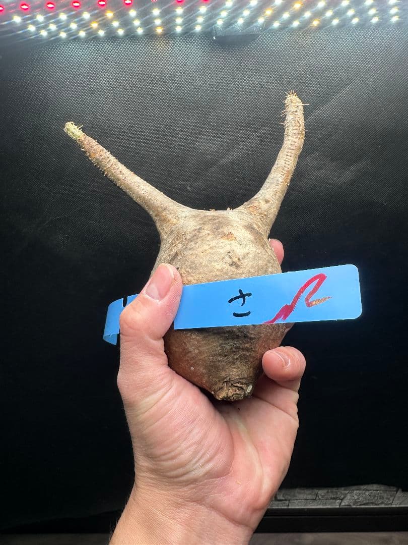 【パキポディウム_グラキリス】グラキリス 現地球 33