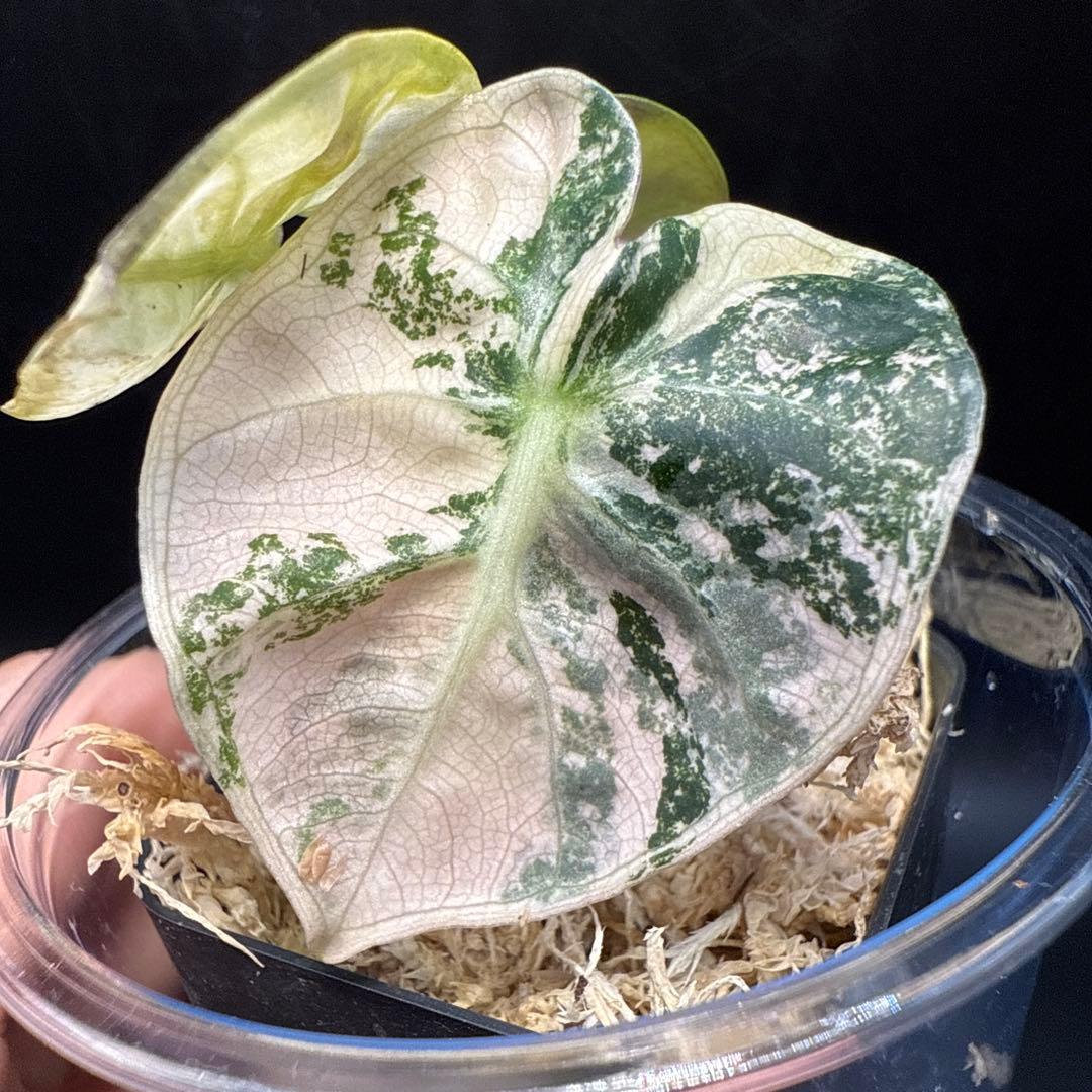 アロカシア ハートバルーン ピンク