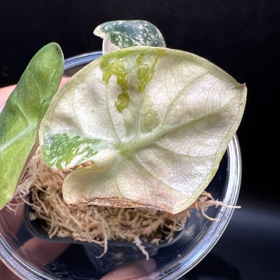 アロカシア ハートバルーン ピンク