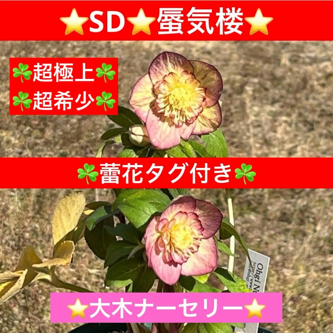3574☘️蕾花タグ付き☘️超極上☘️超希少⭐️SD⭐️蜃気楼⭐️大木ナーセリー⭐️