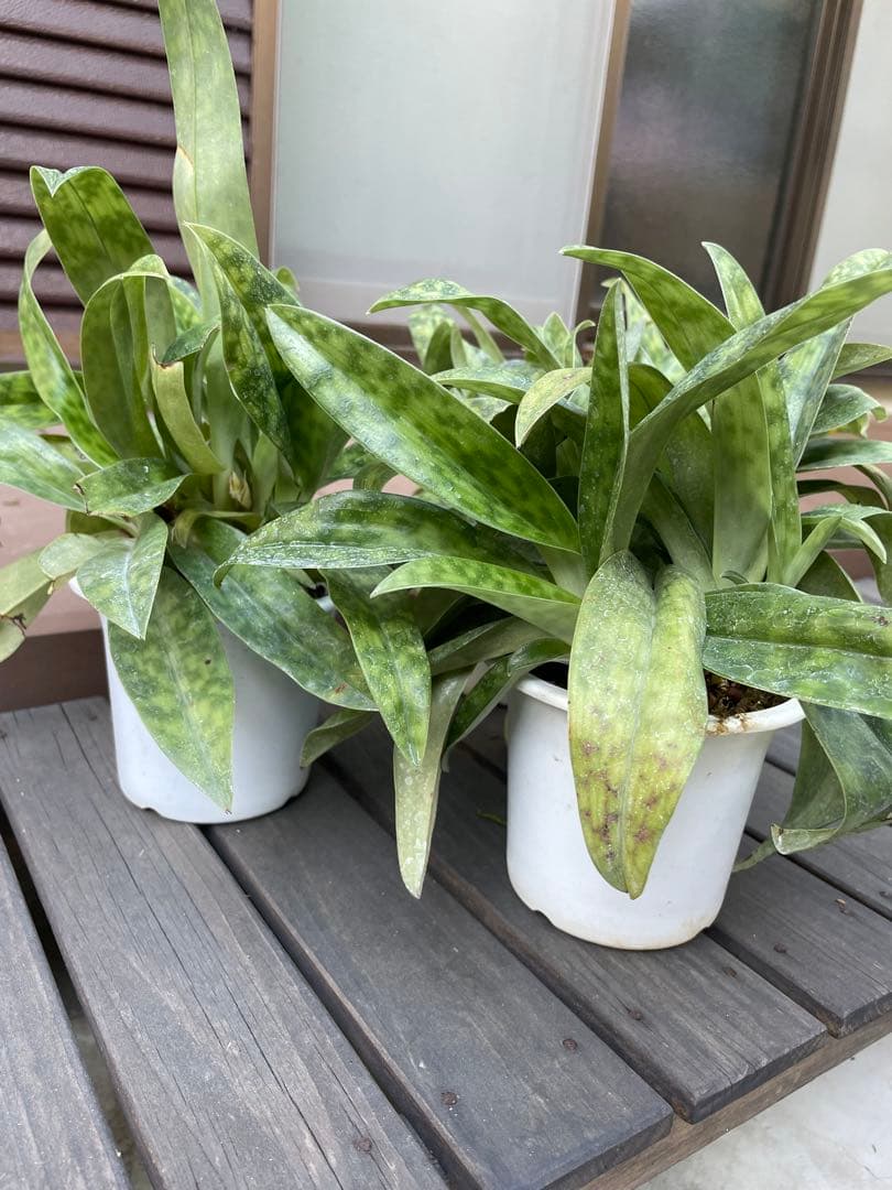 パフィオペディラム　グリーン系　4号プラ鉢3個セット