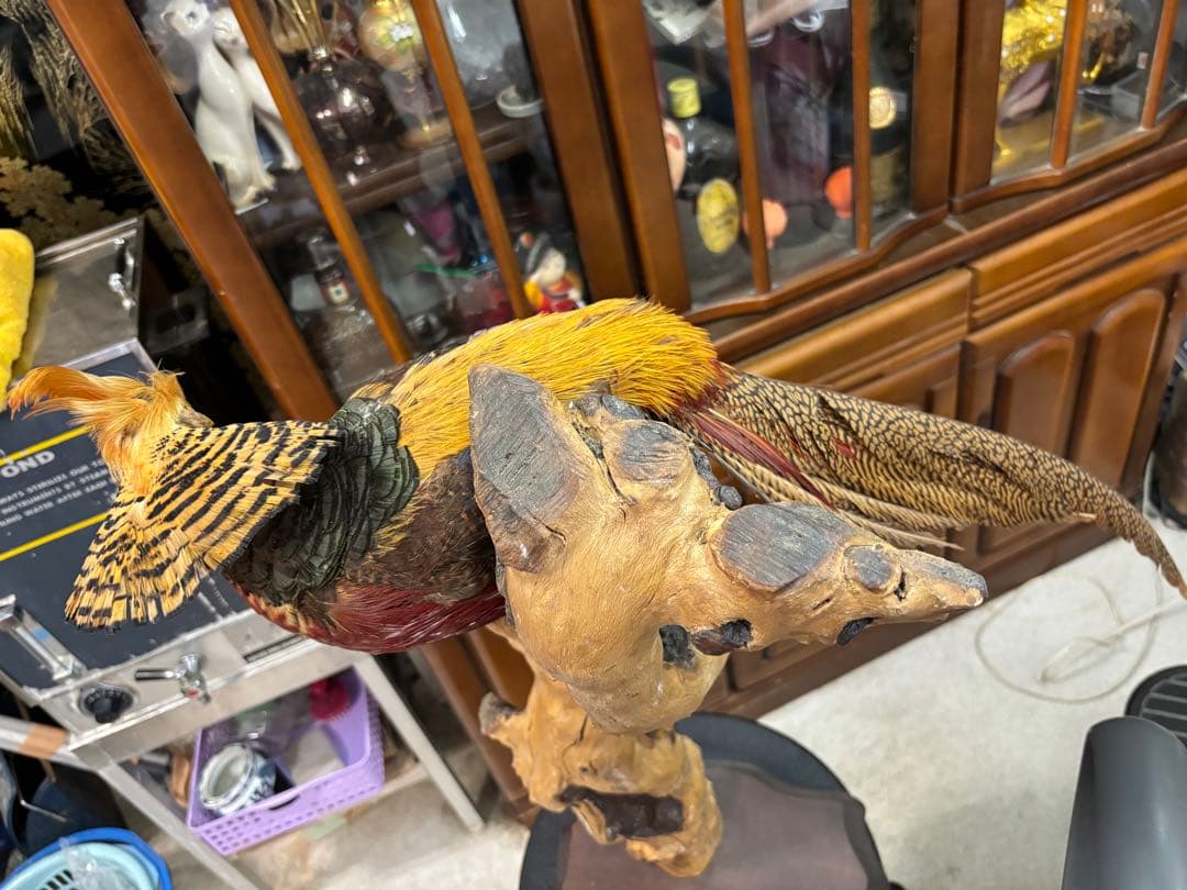 キジの 剥製 木製 の台座 鳥の置物 高さ約７１cm 大特価激安