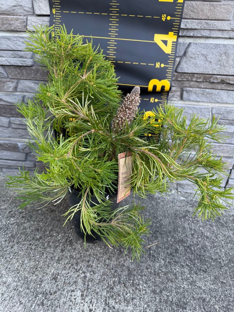 バンクシア　バースデーキャンドル