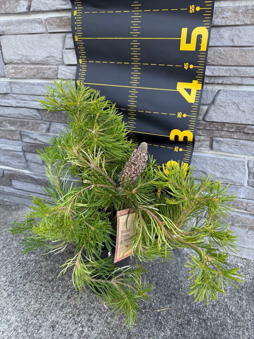 バンクシア　バースデーキャンドル