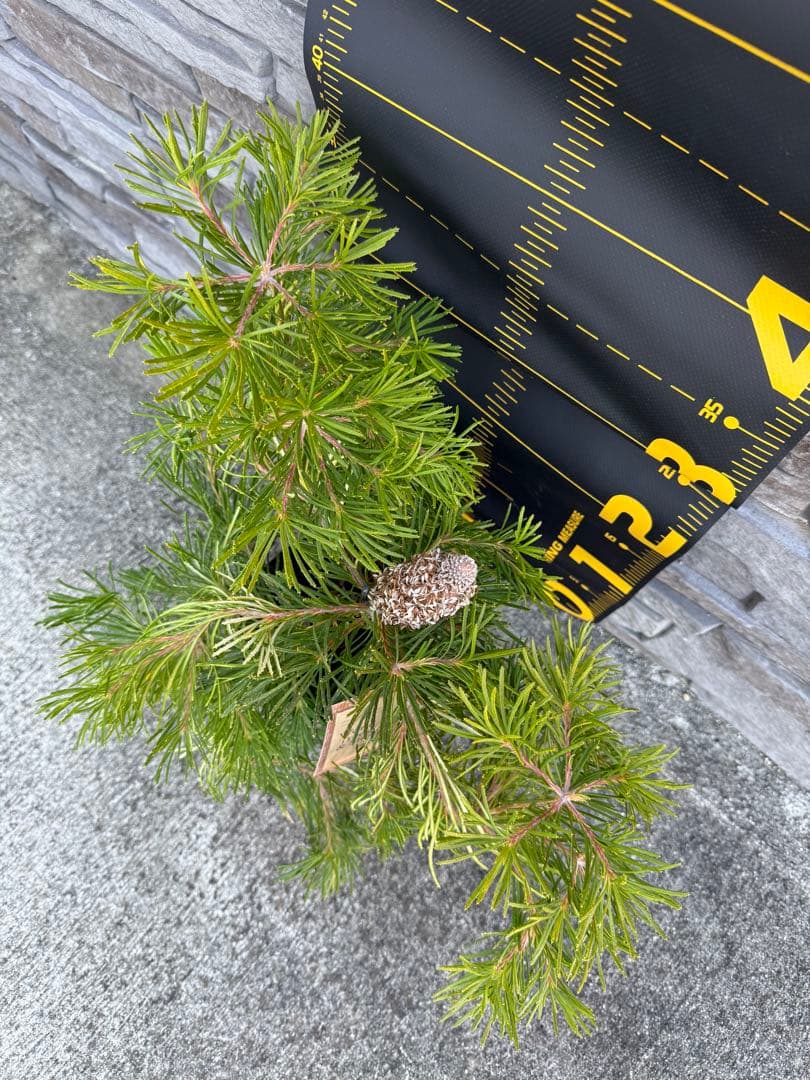 バンクシア　バースデーキャンドル