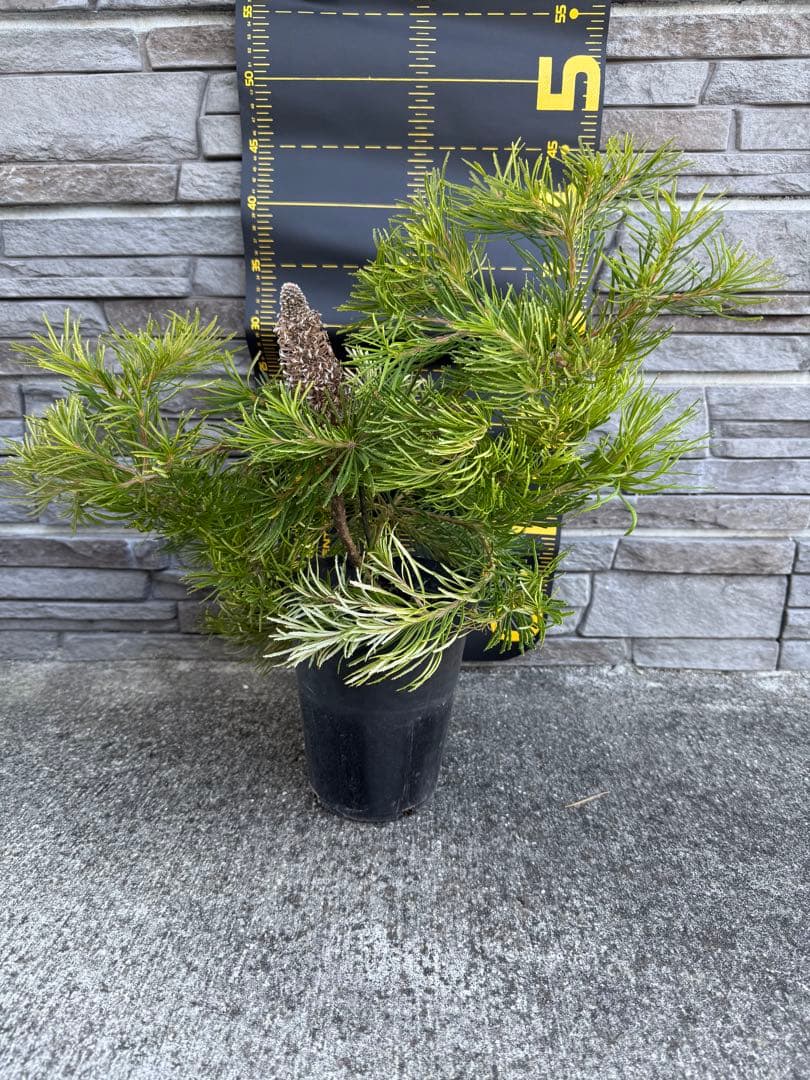 バンクシア　バースデーキャンドル