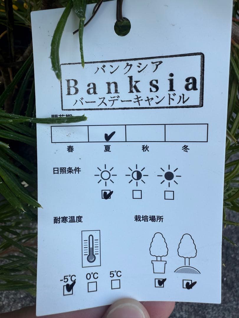 バンクシア　バースデーキャンドル