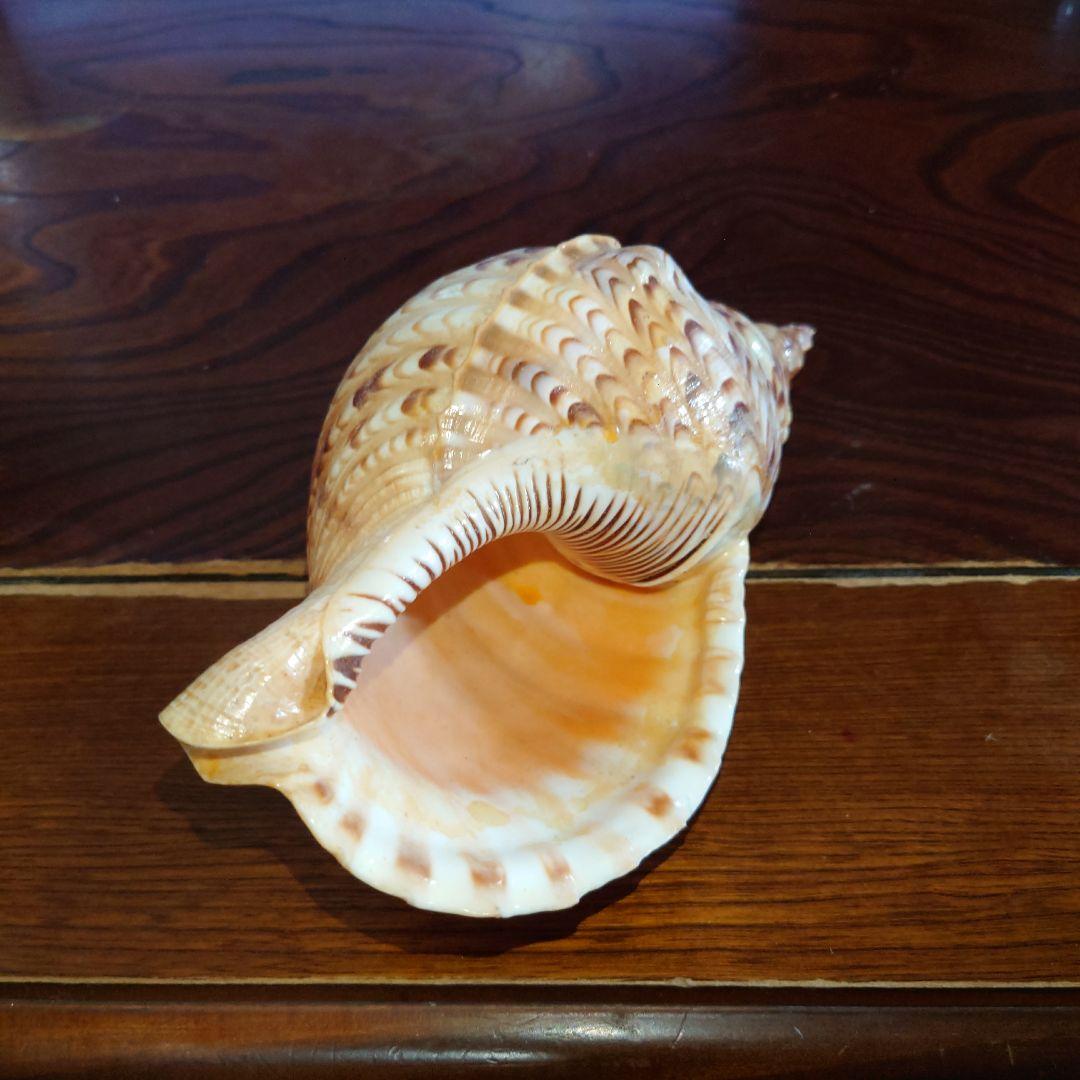 ほら貝 約26センチ