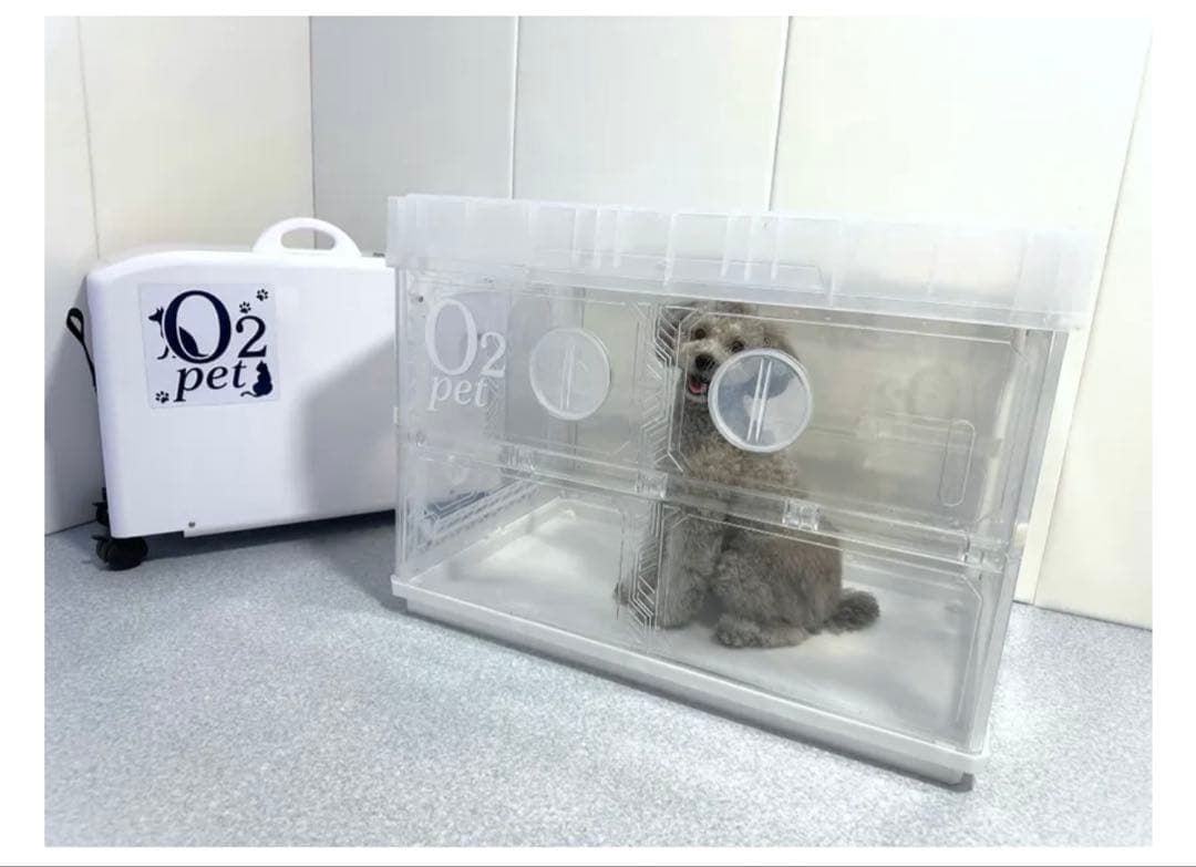 あにまるらいふ猫丸