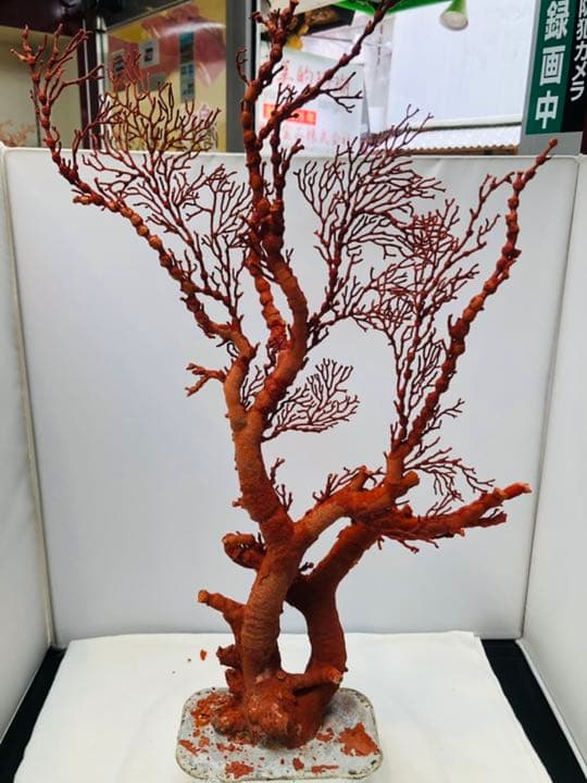 天然アップル珊瑚　置物