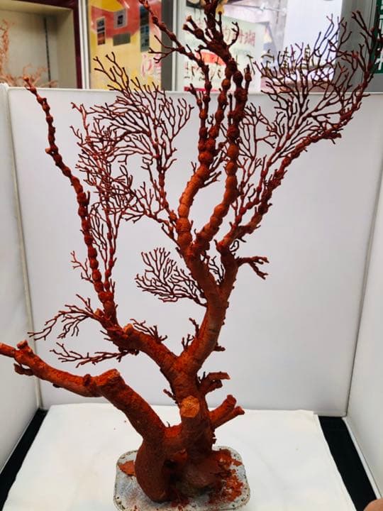 天然アップル珊瑚　置物