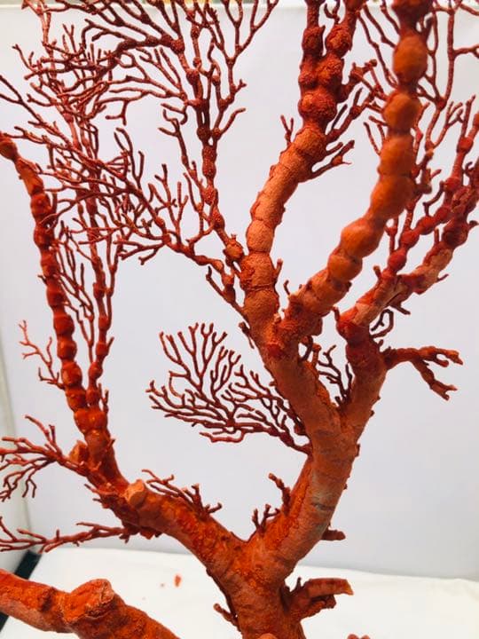 天然アップル珊瑚　置物