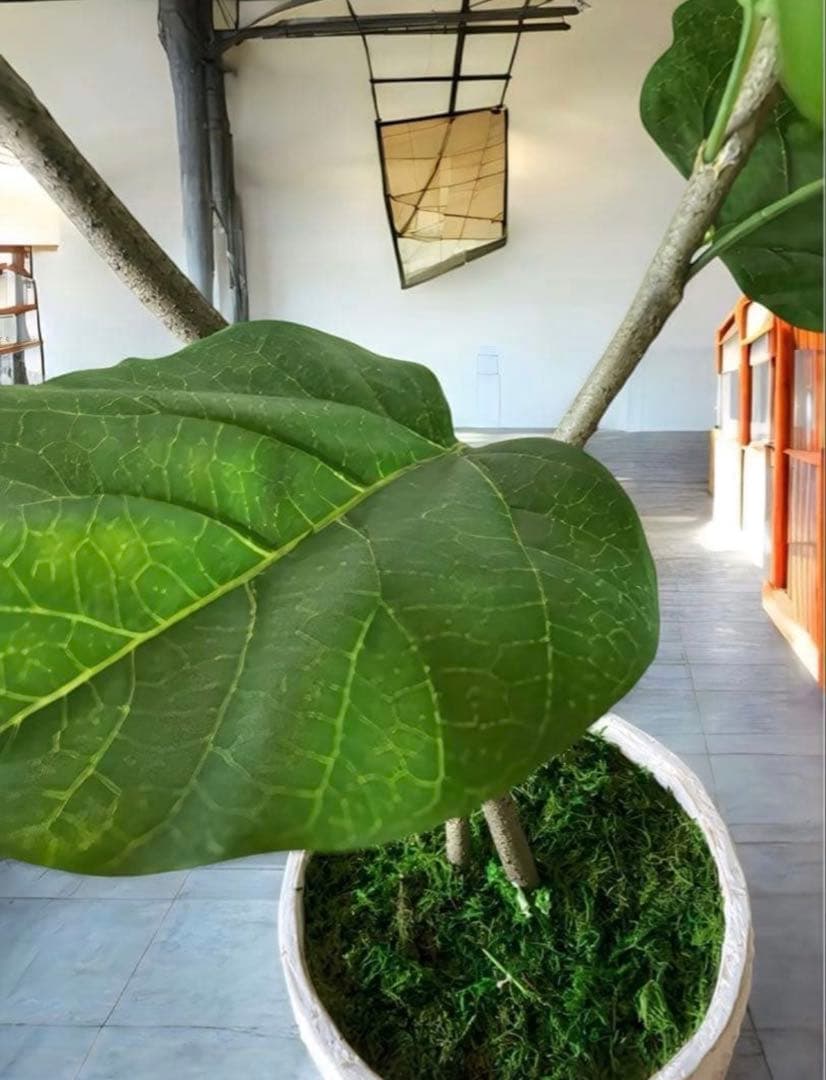 光触媒　人工観葉植物　ウォールグリーン　フェイクグリーン　2本ウンベラータ115