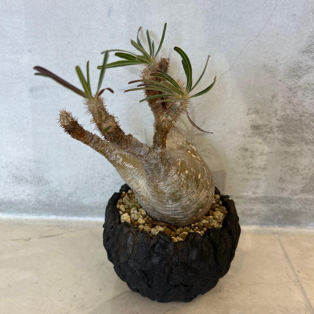 Pachypodium gracilis - 現地球　発根済み