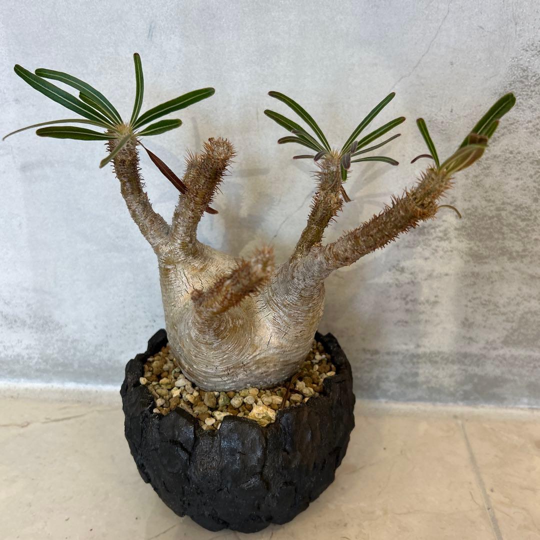 Pachypodium gracilis - 現地球　発根済み