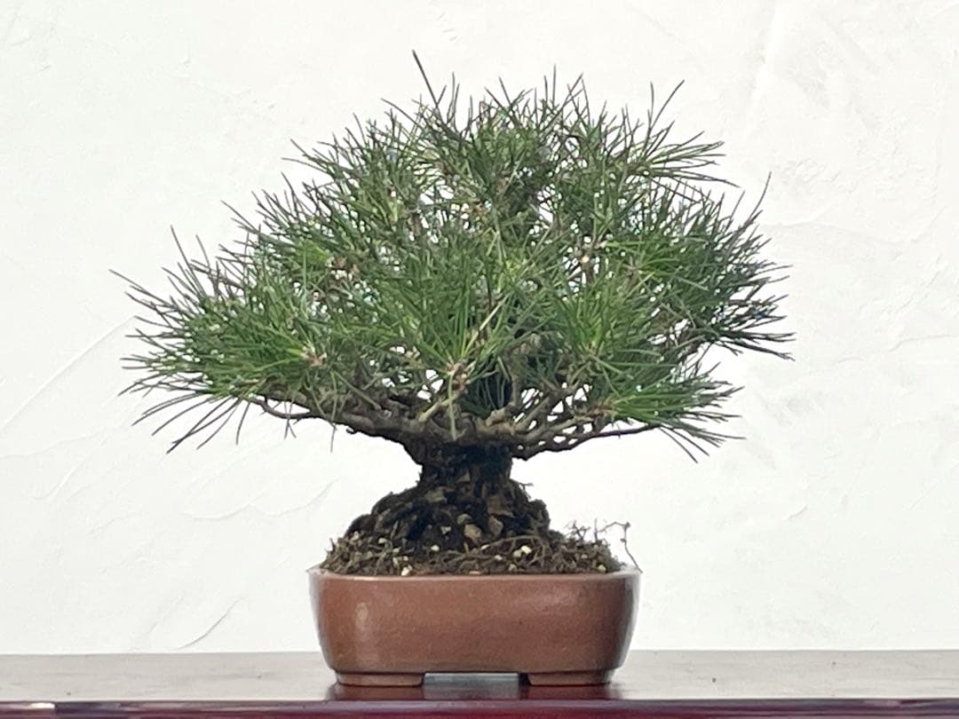 三河盆栽　黒松　古木　盆栽　荒皮　コケ順良い　しっかりした立ち上がり　定番の黒松