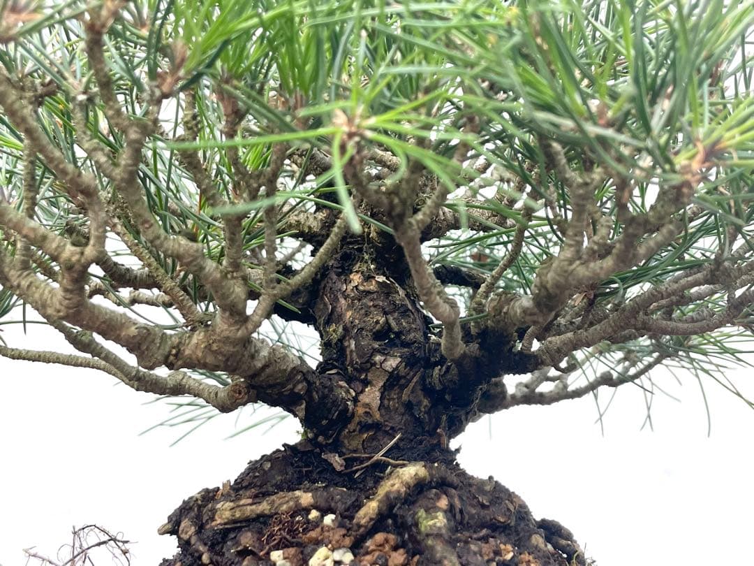 三河盆栽　黒松　古木　盆栽　荒皮　コケ順良い　しっかりした立ち上がり　定番の黒松