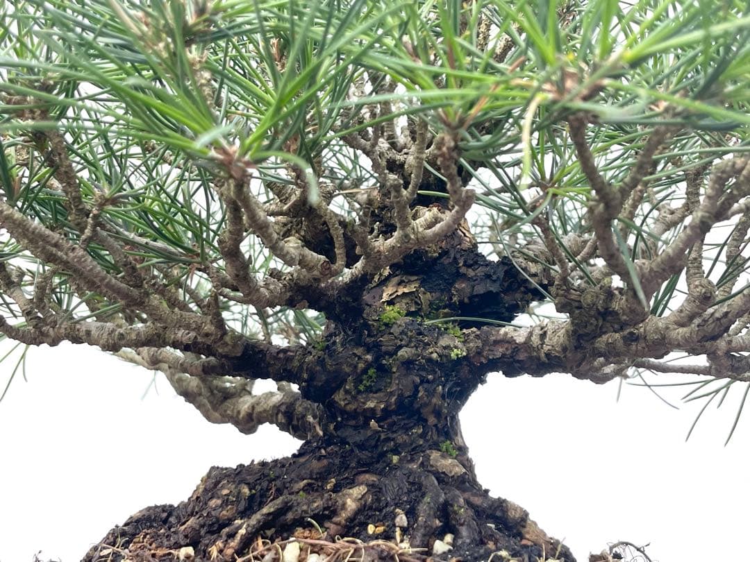 三河盆栽　黒松　古木　盆栽　荒皮　コケ順良い　しっかりした立ち上がり　定番の黒松