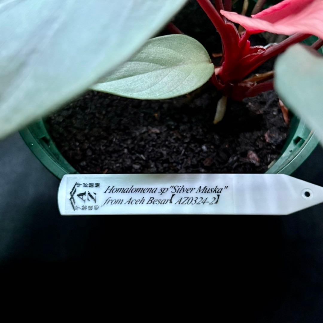 ホマロメナ sp シルバームスカ 正規タグ付き