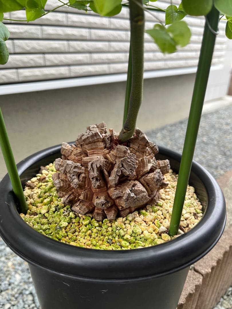 Dioscorea elephantipes アフリカ亀甲竜　実生
