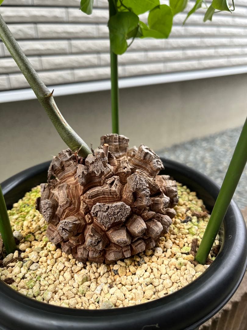 Dioscorea elephantipes アフリカ亀甲竜　実生